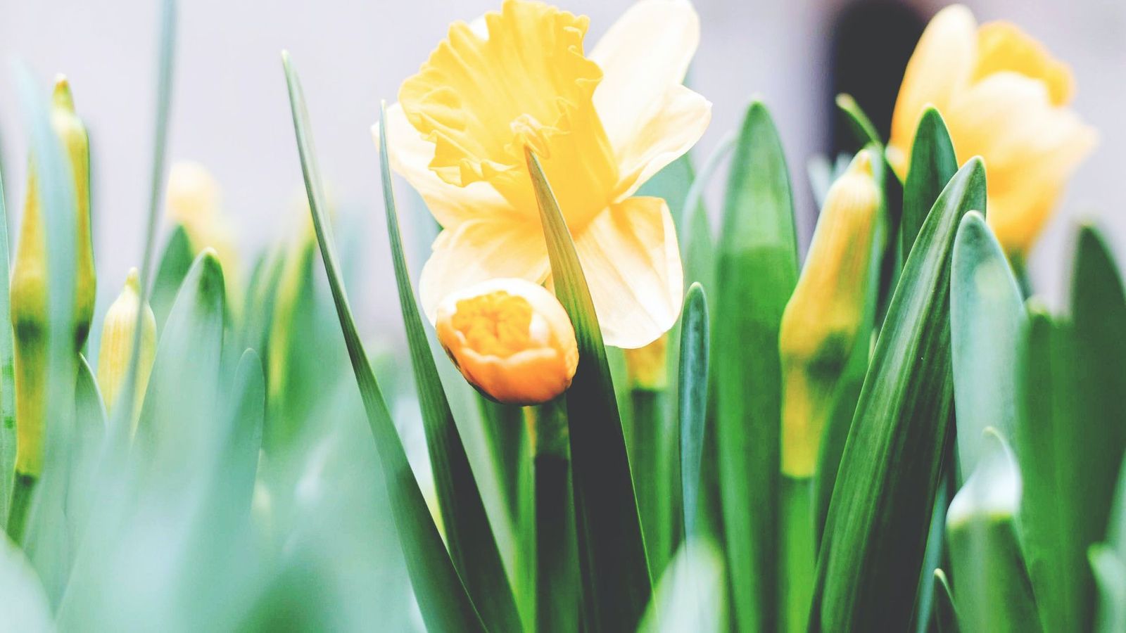 10 Easter Zoom Backgrounds for a Virtual Celebration